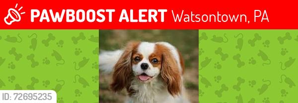 Lost Female Dog last seen Near Springtown Rd, Watsontown, PA 17777