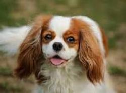 Lost Female Dog last seen Near Springtown Rd, Watsontown, PA 17777