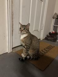 Found/Stray Male Cat last seen Katy park soccer field, Katy, TX 77493