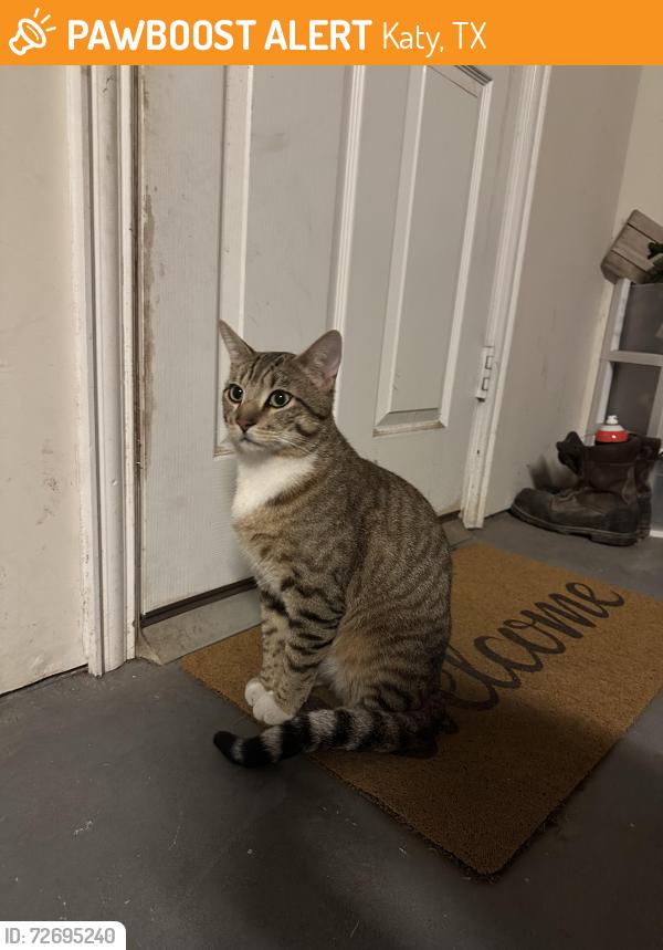 Found/Stray Male Cat last seen Katy park soccer field, Katy, TX 77493