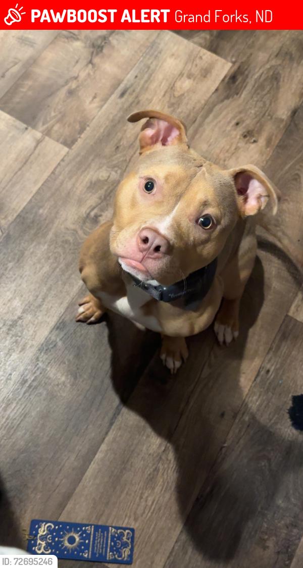 Lost Female Dog last seen Ross , Grand Forks, ND 58201