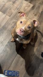 Lost Female Dog last seen Ross , Grand Forks, ND 58201