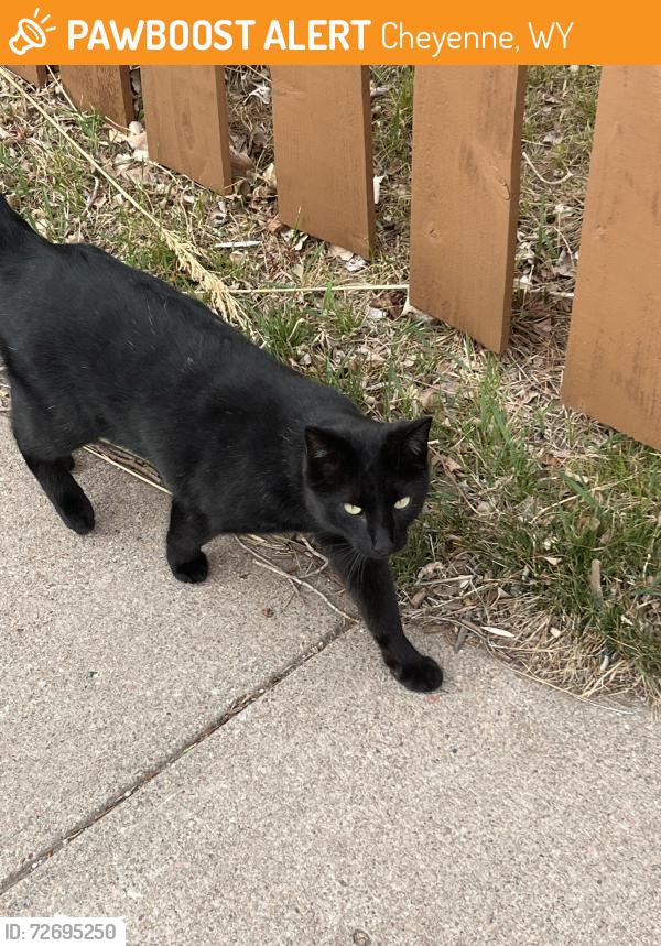 Found/Stray Unknown Cat last seen Richardson Court, went away from Snyder , Cheyenne, WY 82001