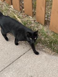 Found/Stray Unknown Cat last seen Richardson Court, went away from Snyder , Cheyenne, WY 82001