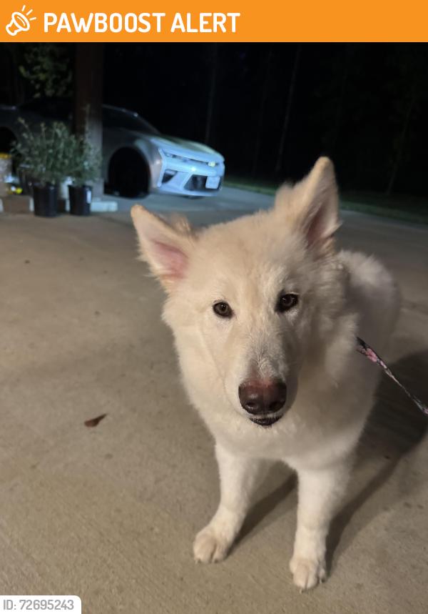 Found/Stray Female Dog last seen FM1097 and Republic grand ranch, Montgomery County, TX 77378
