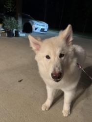 Found/Stray Female Dog last seen FM1097 and Republic grand ranch, Montgomery County, TX 77378