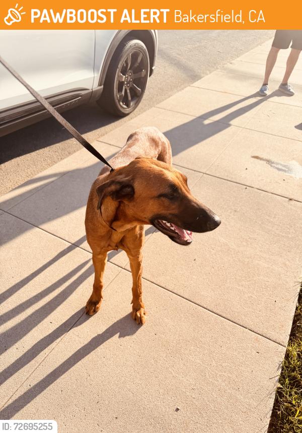 Found/Stray Female Dog last seen Pacific and Alta Vista, Bakersfield, CA 93305