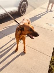 Found/Stray Female Dog last seen Pacific and Alta Vista, Bakersfield, CA 93305