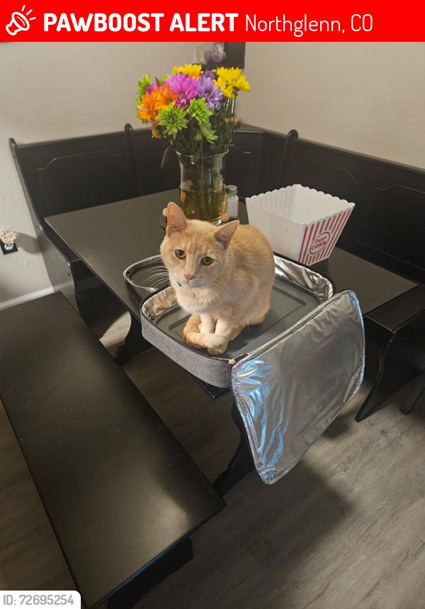 Lost Male Cat last seen Near e 117th pl, Northglenn, CO 80233