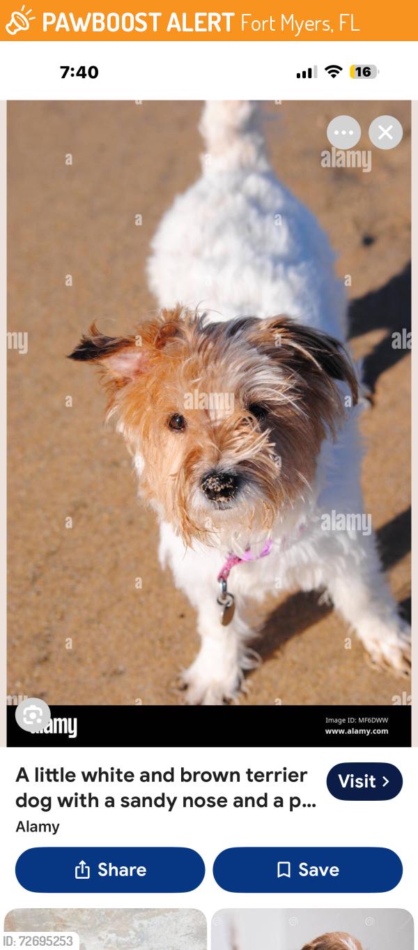 Found/Stray Unknown Dog last seen Colonial at Dynasty Drive area, Fort Myers, FL 33905