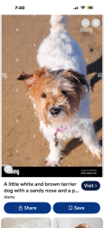 Found/Stray Unknown Dog last seen Colonial at Dynasty Drive area, Fort Myers, FL 33905