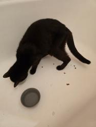 Found/Stray Female Cat last seen Cahuenga and Collins, Los Angeles, CA 91601