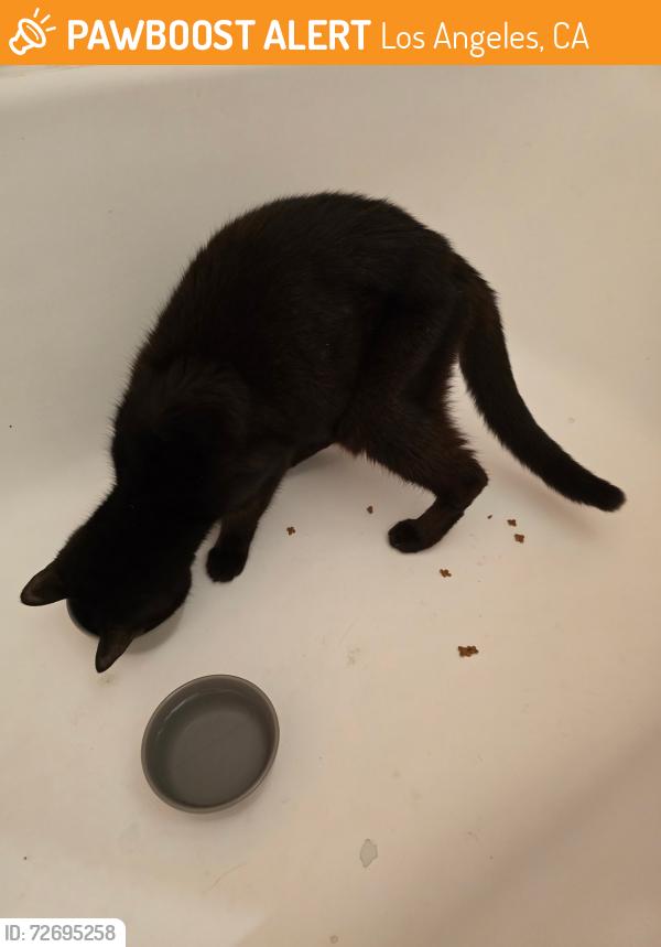 Found/Stray Female Cat last seen Cahuenga and Collins, Los Angeles, CA 91601