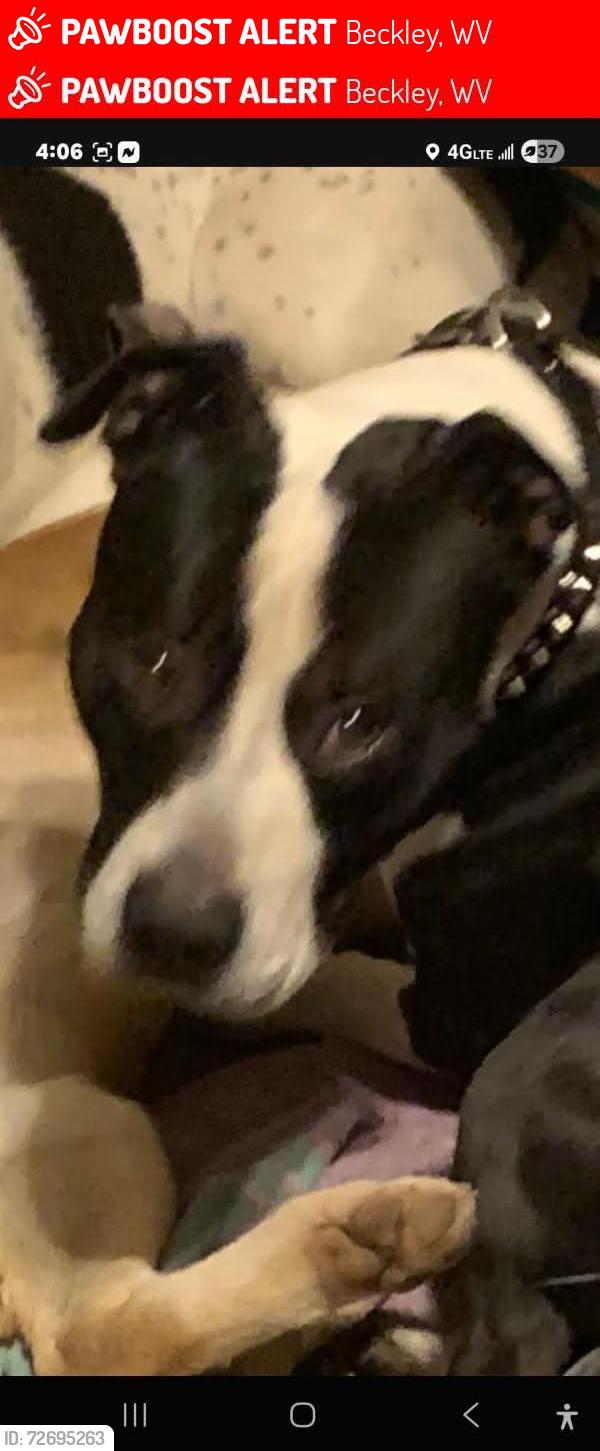 Lost Male Dog last seen Uptown Beckley and surrounding areas , Beckley, WV 25801