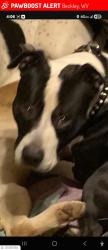 Lost Male Dog last seen Uptown Beckley and surrounding areas , Beckley, WV 25801