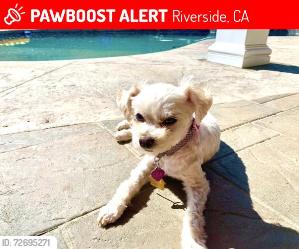 Lost Female Dog last seen John F Kennedy Elementary, Riverside, CA 92508