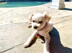 Lost Female Dog last seen John F Kennedy Elementary, Riverside, CA 92508