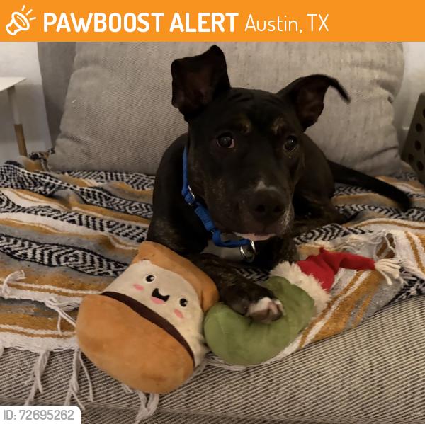 Found/Stray Female Dog last seen Brentwood Neighborhood Park, Austin, TX 78757
