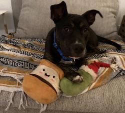 Found/Stray Female Dog last seen Brentwood Neighborhood Park, Austin, TX 78757