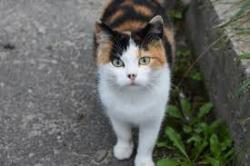Lost Female Cat last seen Gres shop, Pontiac, MI 48342