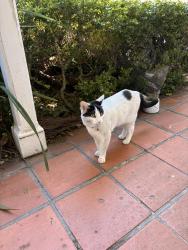 Lost Male Cat last seen Ellsworth St and Haste St, Berkeley, CA 94704