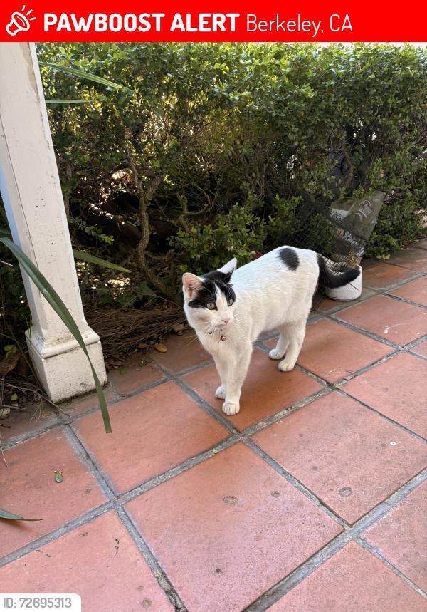 Lost Male Cat last seen Ellsworth St and Haste St, Berkeley, CA 94704