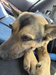 Found/Stray Male Dog last seen Freeman Coliseum , San Antonio, TX 78207