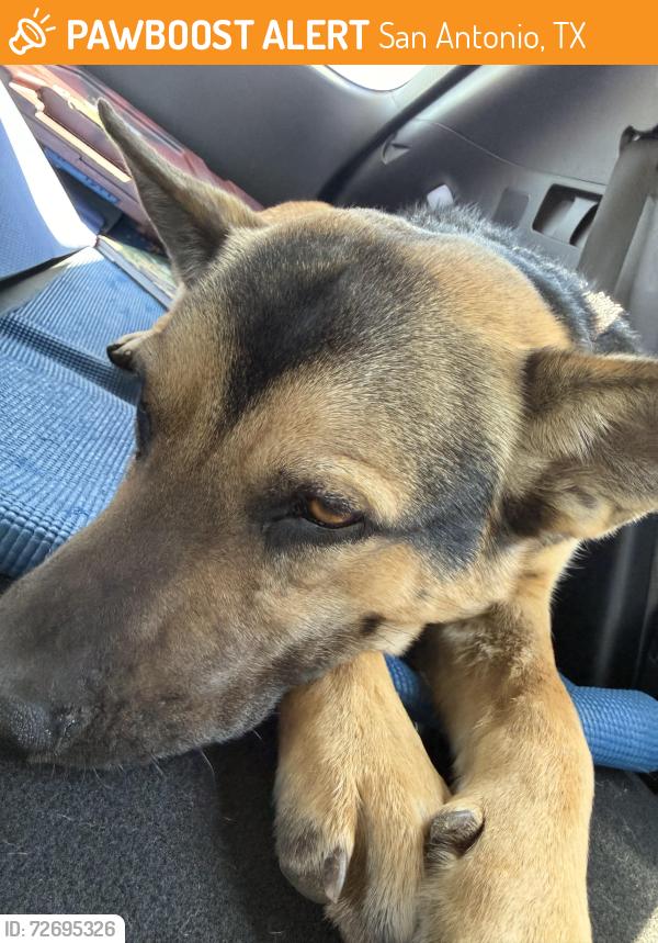 Found/Stray Male Dog last seen Freeman Coliseum , San Antonio, TX 78207