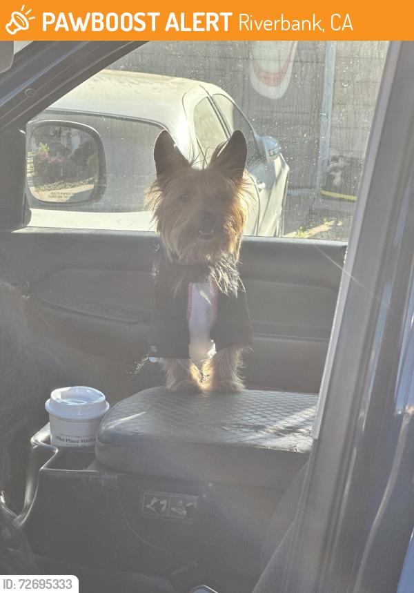 Found/Stray Male Dog last seen Prince Norman Way , Riverbank, CA 95367