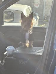 Found/Stray Male Dog last seen Prince Norman Way , Riverbank, CA 95367
