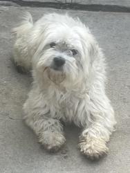 Found/Stray Male Dog last seen Cridge/olivewood, Riverside, CA 92506