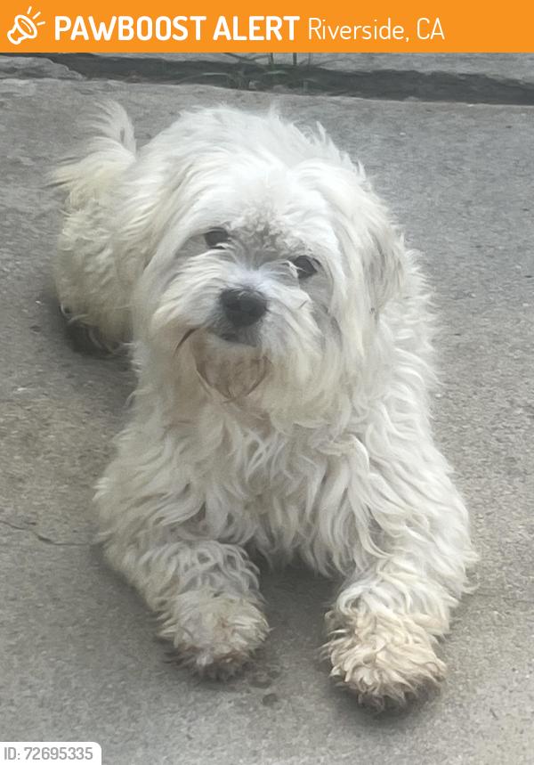 Found/Stray Male Dog last seen Cridge/olivewood, Riverside, CA 92506