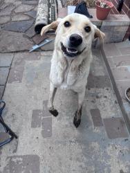 Lost Male Dog last seen Pennsylvania Ave., Oklahoma City, OK 73159