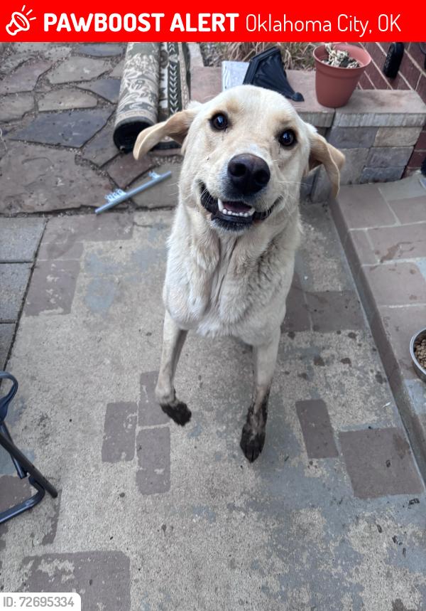 Lost Male Dog last seen Pennsylvania Ave., Oklahoma City, OK 73159