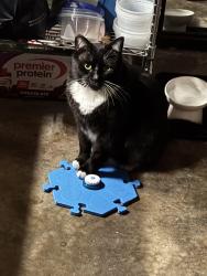 Lost Male Cat last seen Near Dewey st , San Diego, CA 92113