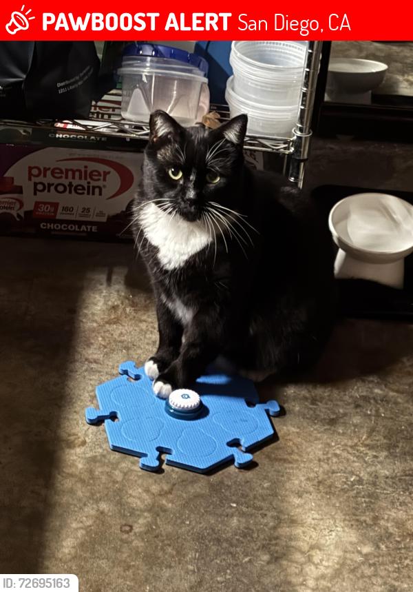 Lost Male Cat last seen Near Dewey st , San Diego, CA 92113