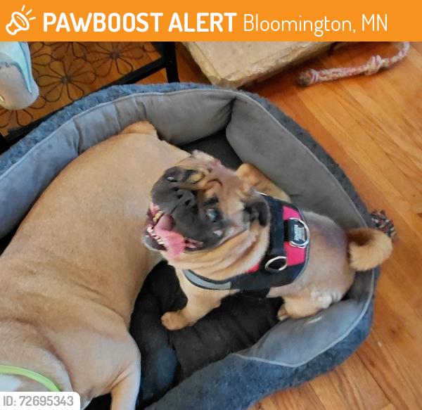 Found/Stray Male Dog last seen 85th st & Nicollet ave, Bloomington, MN 55420