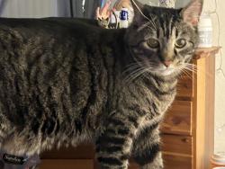 Lost Male Cat last seen Roosevelt Taft , Irvine, CA 92620