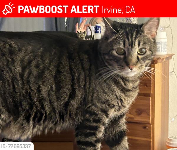 Lost Male Cat last seen Roosevelt Taft , Irvine, CA 92620