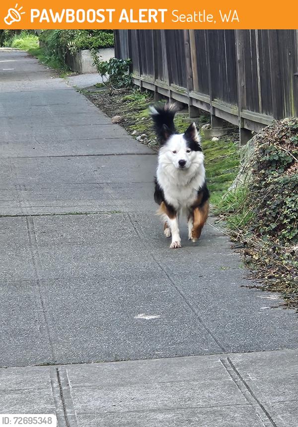 Found/Stray Unknown Dog last seen 13th Ave S, between Atlantic and Massachusetts , Seattle, WA 98134