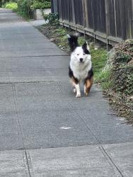 Found/Stray Unknown Dog last seen 13th Ave S, between Atlantic and Massachusetts , Seattle, WA 98134