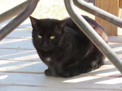Found/Stray Unknown Cat last seen White Ave, Lyons, IL 60534