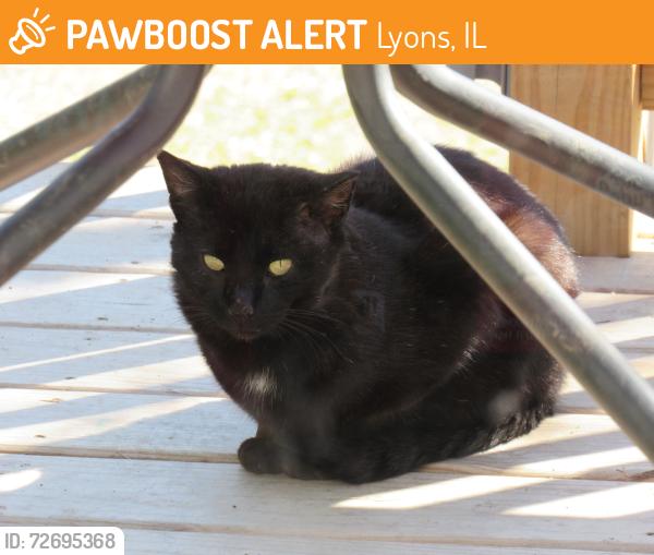 Found/Stray Unknown Cat last seen White Ave, Lyons, IL 60534