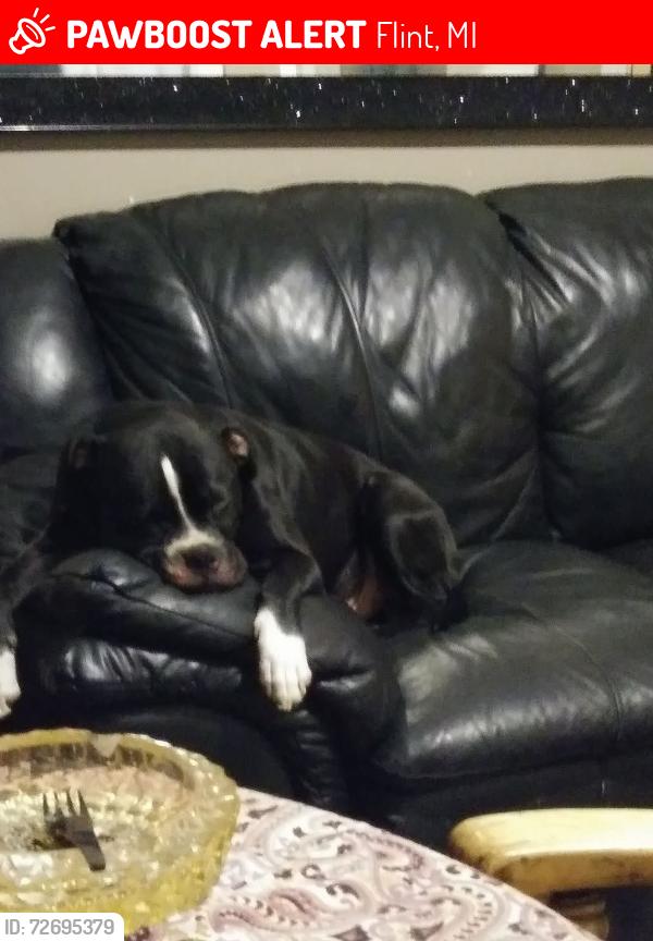 Lost Male Dog last seen Near Welch bold  flint mi, Flint, MI 48503