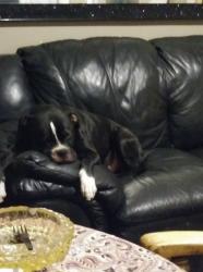 Lost Male Dog last seen Near Welch bold  flint mi, Flint, MI 48503