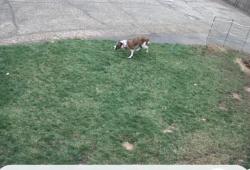 Found/Stray Unknown Dog last seen Azalea Drive, Fort Collins, CO 80526