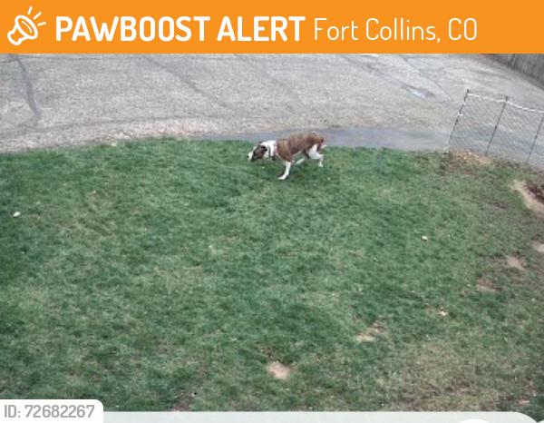 Found/Stray Unknown Dog last seen Azalea Drive, Fort Collins, CO 80526