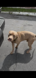 Found/Stray Male Dog last seen Greenville Hwy by The Bonaire motel , Hendersonville, NC 28792