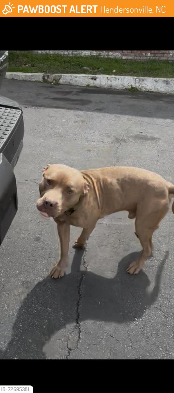 Found/Stray Male Dog last seen Greenville Hwy by The Bonaire motel , Hendersonville, NC 28792