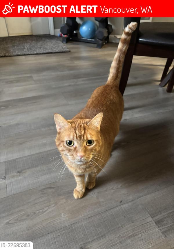 Lost Male Cat last seen North Hearthwood neighborhood , Vancouver, WA 98684